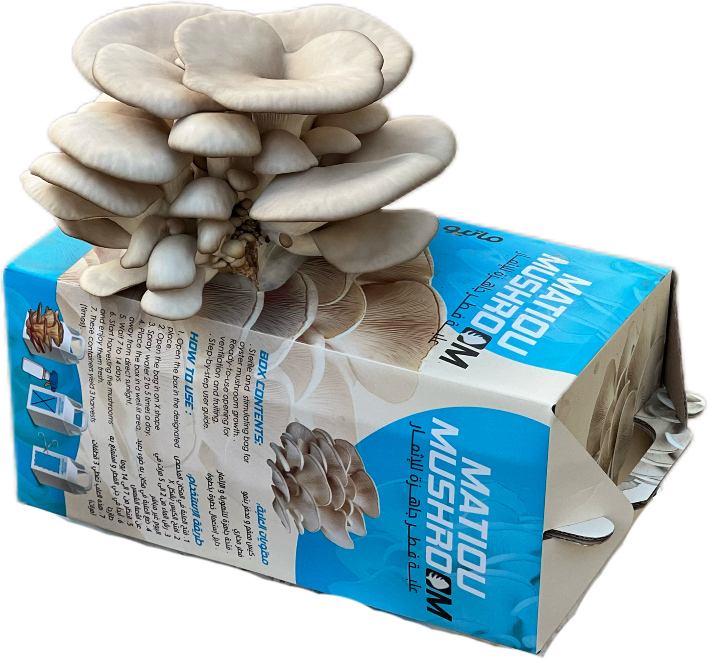 Boîte à Champignons Pleurote